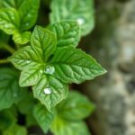 Wąkrota azjatycka w pielęgnacji skóry: naturalne wsparcie regeneracji, nawilżenia i ochrony