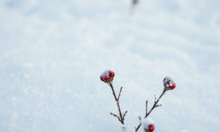 Wiatr i mróz a trądzik zimą: jak pielęgnować skórę, by uniknąć zaostrzeń i podrażnień