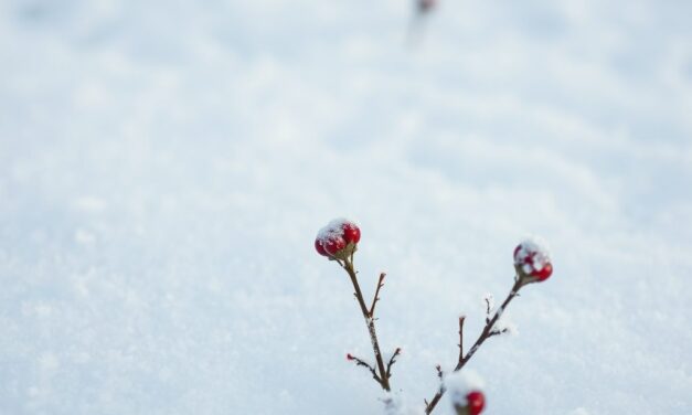 Wiatr i mróz a trądzik zimą: jak pielęgnować skórę, by uniknąć zaostrzeń i podrażnień